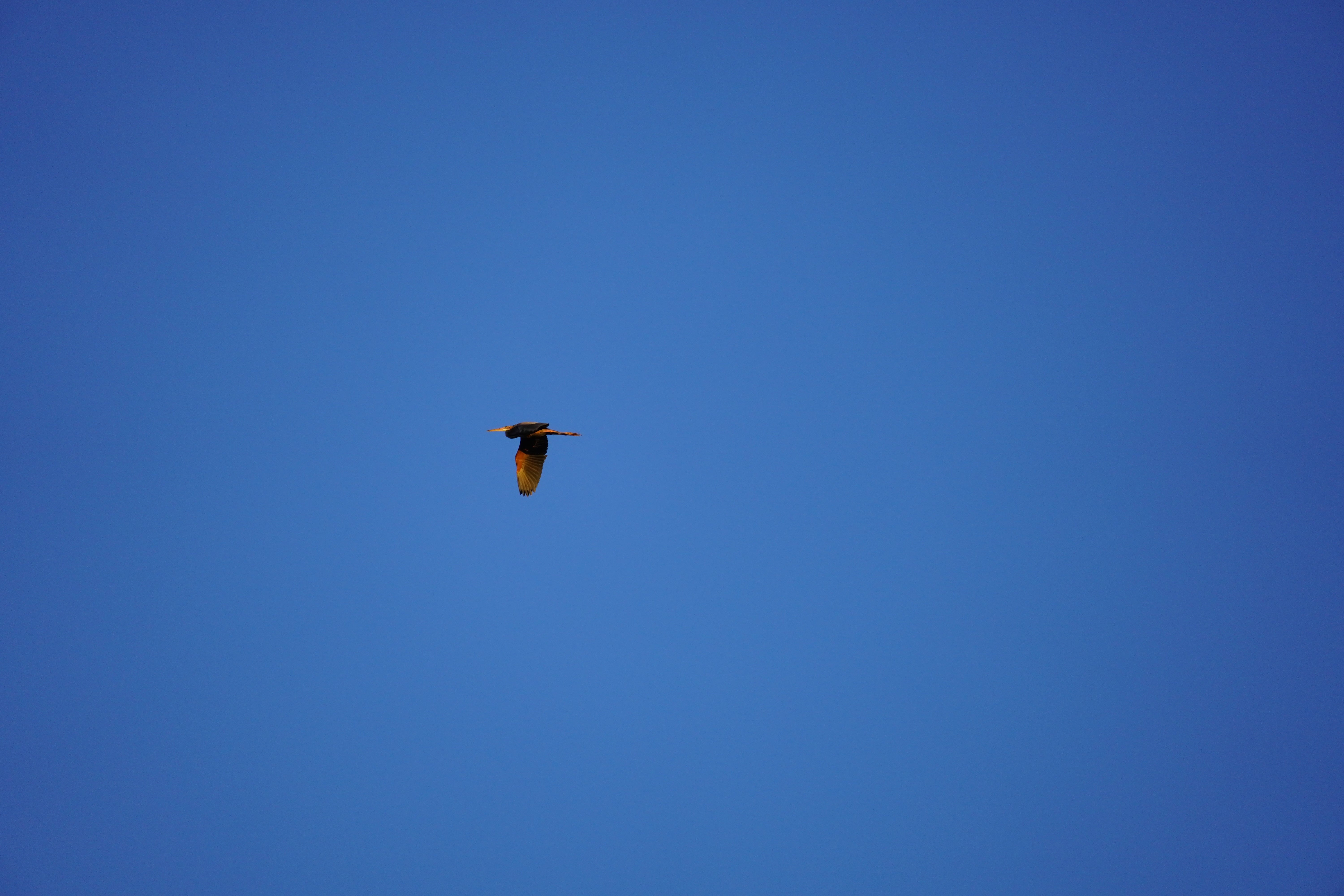 A Purple Heron in flight over the Castro Marim salt pans, wings catching the late-afternoon sun against a deep blue sky.