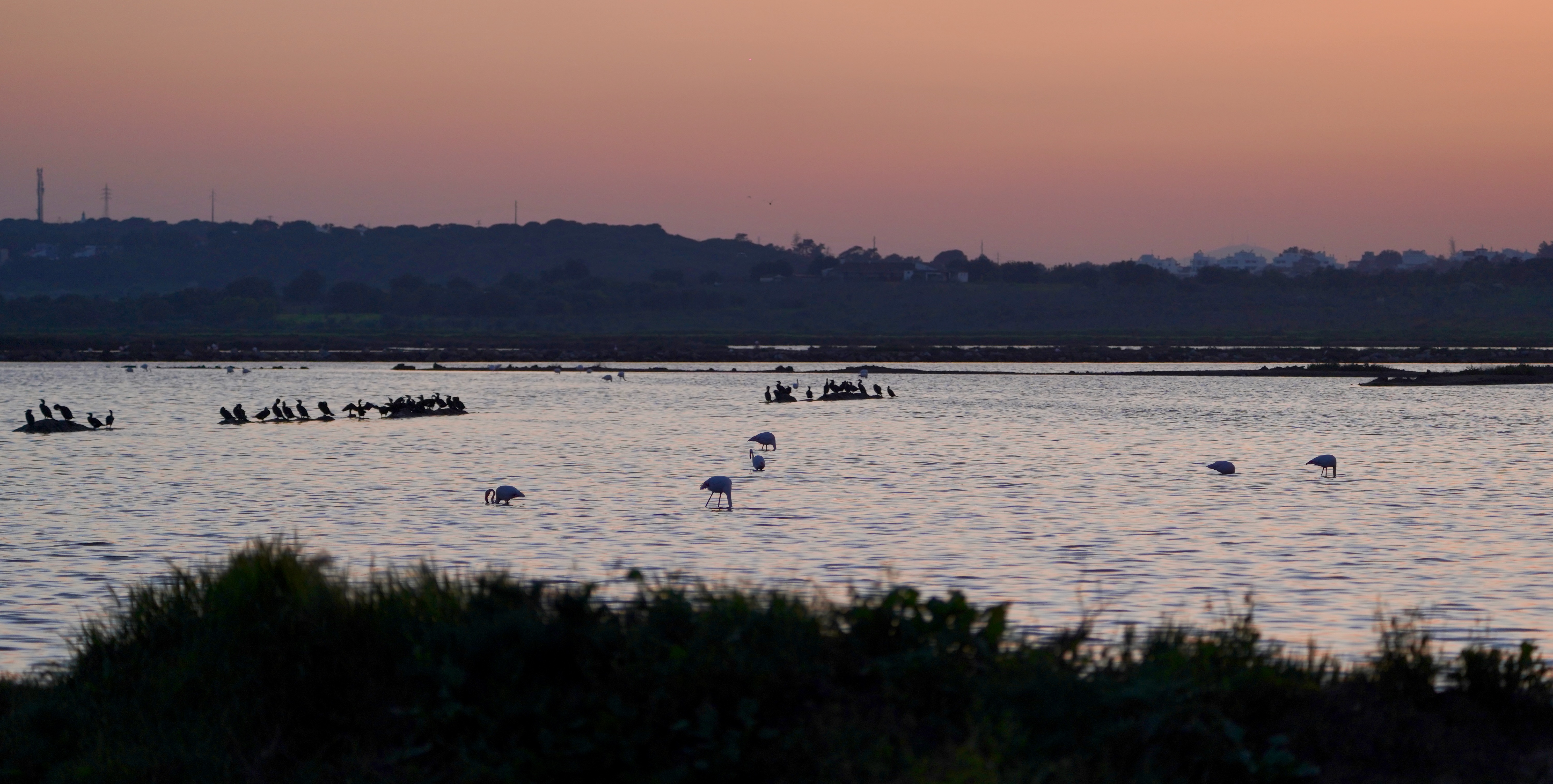 Flamingos reunidos na Salina do Serro do Bufo ao pôr do sol, com montes de sal a secar na margem.