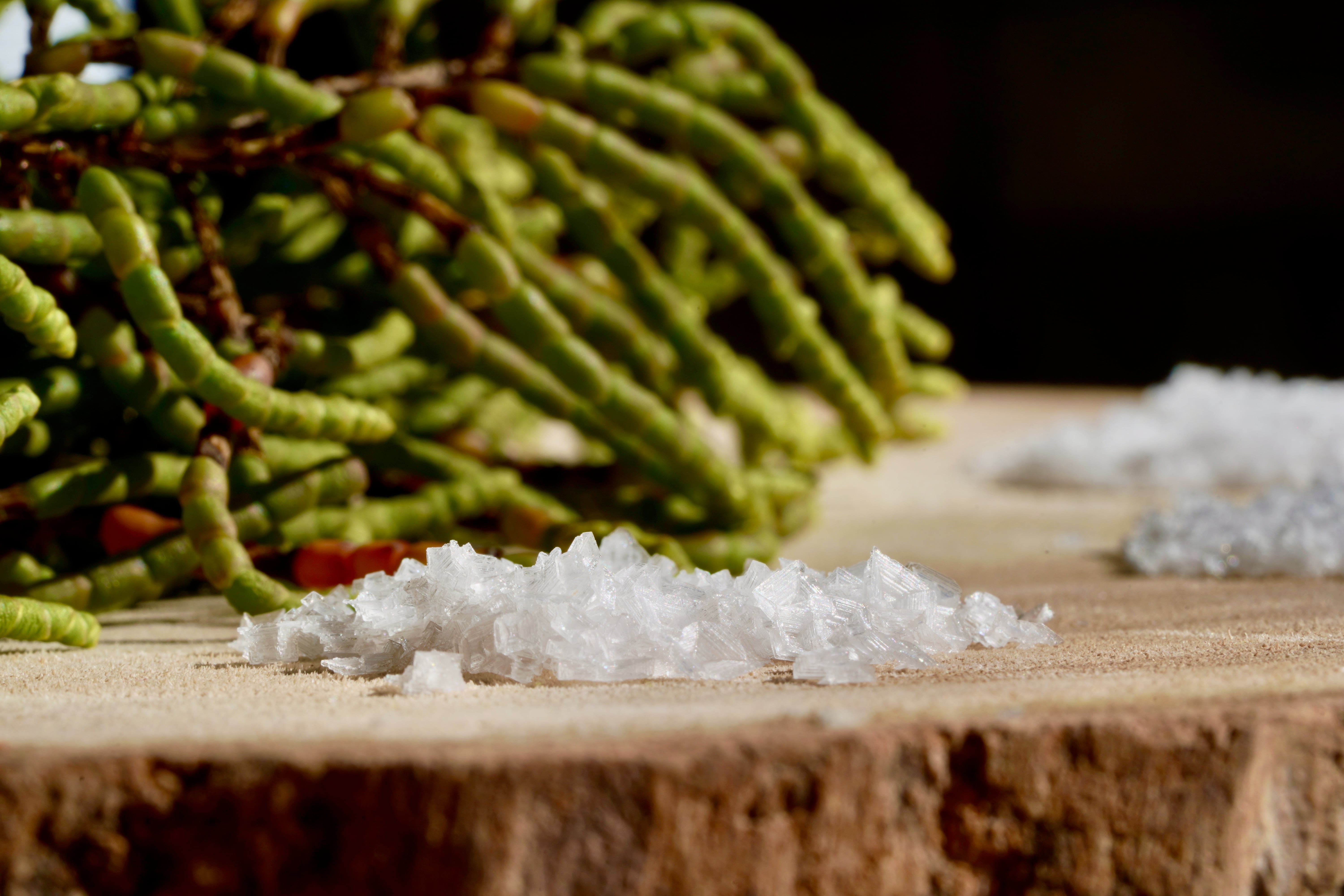 Escamas de Flor de Sal sobre uma tábua de madeira, com salicórnia — uma planta halófita das salinas de Castro Marim — desfocada em segundo plano.