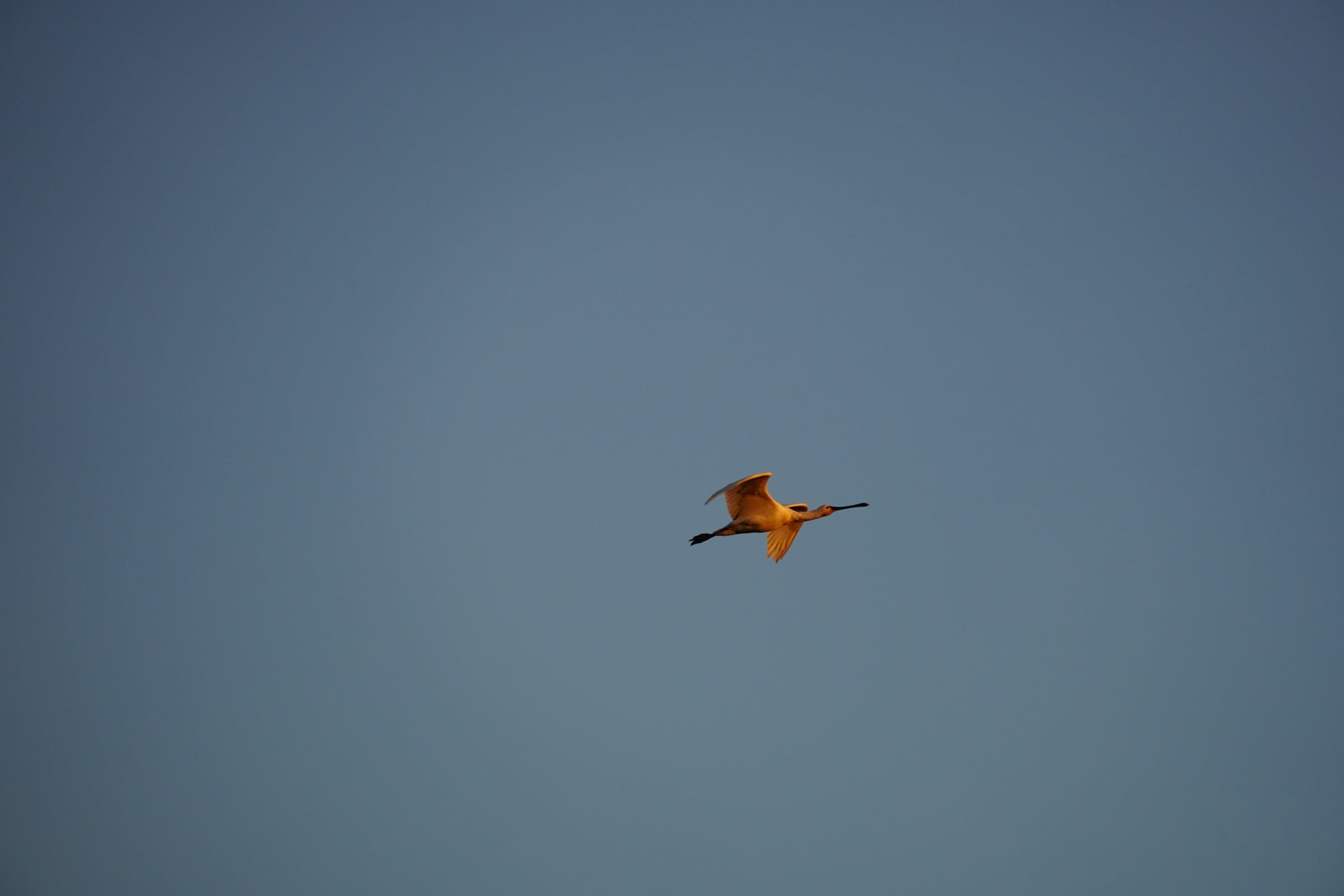 A spoonbill in flight over the Castro Marim salt pans, lit by the golden light of late afternoon.